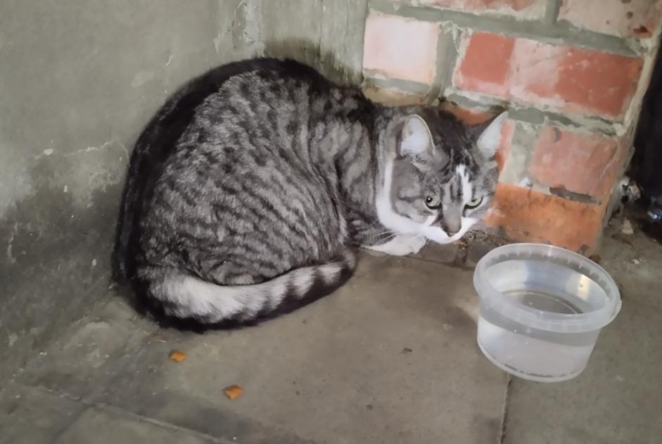 Avviso Ritrovamento Gatto Non conosciuta Uccle Belgio